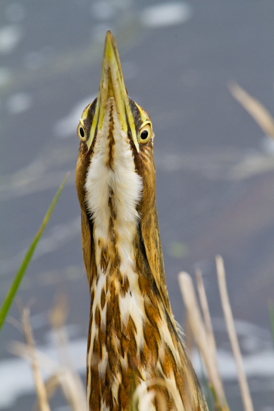 American Bittern